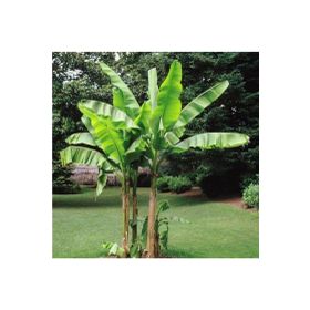Tohhum Muz Musa İcecream Banana Tohumu
