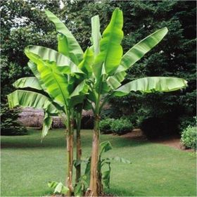 Tohhum Muz Musa İcecream Banana Tohumu