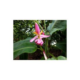Tohhum Muz Tohumu Mysore Banana Tohumu