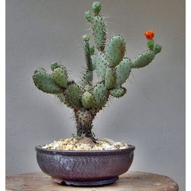 Tohhum Opuntia Hint İnciri Opuntia Bonsai Tohumu