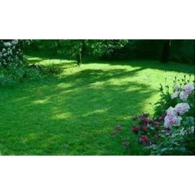 Tohhum Ornamental Mix Karışım 6 Adet Çim Tohumu