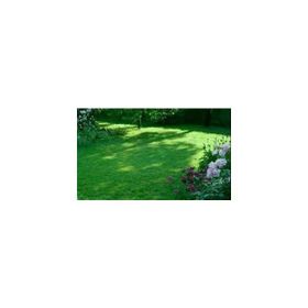Tohhum Ornamental Mix Karışım 6 Adet Çim Tohumu