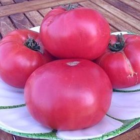 Tohhum Pembe Dev Bulgar Domatesi Tohumu