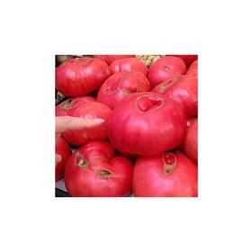 Tohhum Pembe Dev Bulgar Domatesi Tohumu