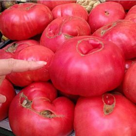 Tohhum Pembe Dev Bulgar Domatesi Tohumu