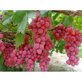 Tohhum Pembe Gemre Üzümü Tohumu