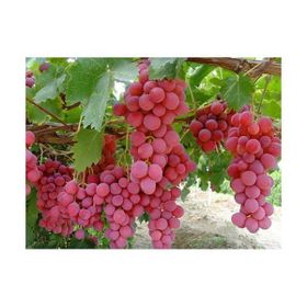 Tohhum Pembe Gemre Üzümü Tohumu