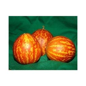 Tohhum Plum Granny Kavun Tohumu