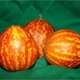 Tohhum Plum Granny Kavun Tohumu