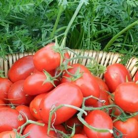 Tohhum Roma Salkım Domates Tohumu