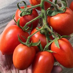 Tohhum Roma Salkım Domates Tohumu