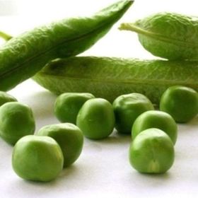 Tohhum Saksılık Bezelye Tohumu