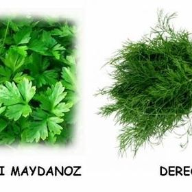 Tohhum Saksıya Uygun Maydonoz Dereotu Tohumu