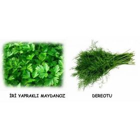 Tohhum Saksıya Uygun Maydonoz Dereotu Tohumu