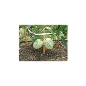 Tohhum Saksıya Uygun Pepino Tohumu