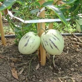 Tohhum Saksıya Uygun Pepino Tohumu