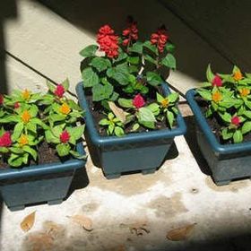 Tohhum Salvia Red Tohum