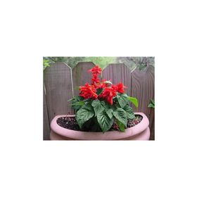 Tohhum Salvia Red Tohum