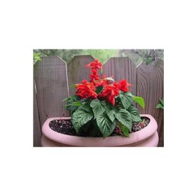 Tohhum Salvia Red Tohum