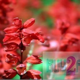 Tohhum Salvia Red Tohum