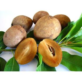 Tohhum Sapodilla Meyvesi Tohumu