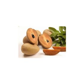 Tohhum Sapodilla Meyvesi Tohumu