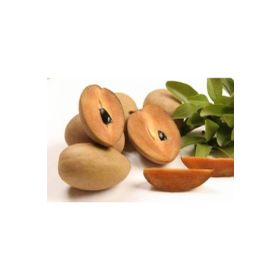 Tohhum Sapodilla Meyvesi Tohumu