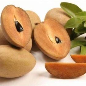 Tohhum Sapodilla Meyvesi Tohumu