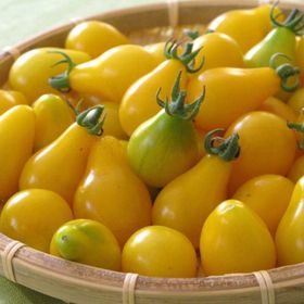 Tohhum Sarı Ampul Cherry Domates Tohumu