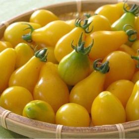 Tohhum Sarı Ampul Cherry Domates Tohumu