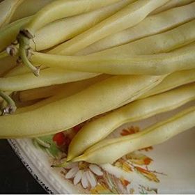 Tohhum Sarı Fasulye Golden Bean Tohumu