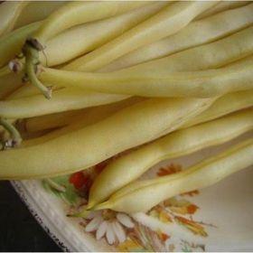 Tohhum Sarı Fasulye Golden Bean Tohumu