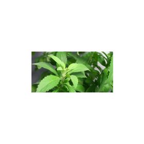 Tohhum Stevia Şeker Otu Tohumu