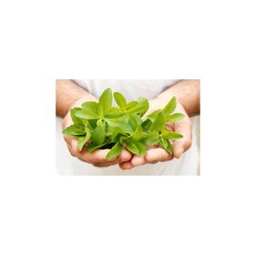 Tohhum Stevia Şeker Otu Tohumu