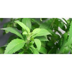 Tohhum Stevia Şeker Otu Tohumu