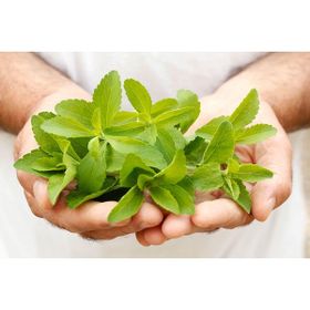 Tohhum Stevia Şeker Otu Tohumu