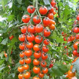 Tohhum Süper Sweet Cherry Domates Tohumu