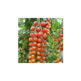 Tohhum Süper Sweet Cherry Domates Tohumu