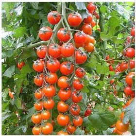 Tohhum Süper Sweet Cherry Domates Tohumu