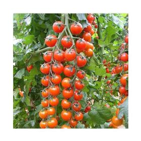 Tohhum Süper Sweet Cherry Domates Tohumu