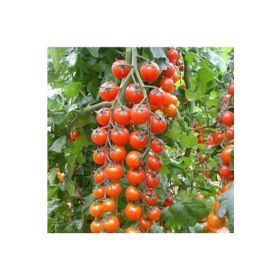 Tohhum Süper Sweet Cherry Domates Tohumu