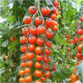 Tohhum Süper Sweet Cherry Domates Tohumu
