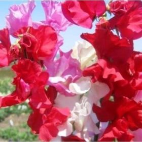 Tohhum Sweet Pea Karışık Renkli Yoğun Kokulu Çiçek