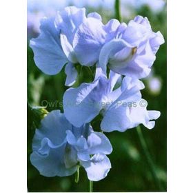 Tohhum Sweet Pea Mavi Bezelye Çiçeği Tohumu