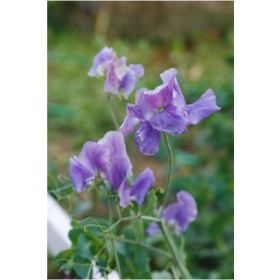 Tohhum Sweet Pea Mavi Bezelye Çiçeği Tohumu