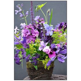 Tohhum Sweet Pea Tohumu