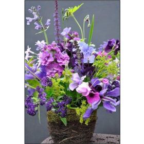 Tohhum Sweet Pea Tohumu