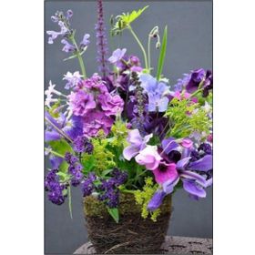 Tohhum Sweet Pea Tohumu