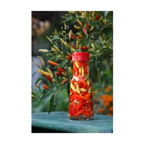 Tohhum Tabasco Acı Biber Tohumu