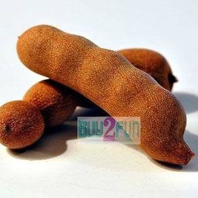 Tohhum Tamarind Demirhindi Tohumu